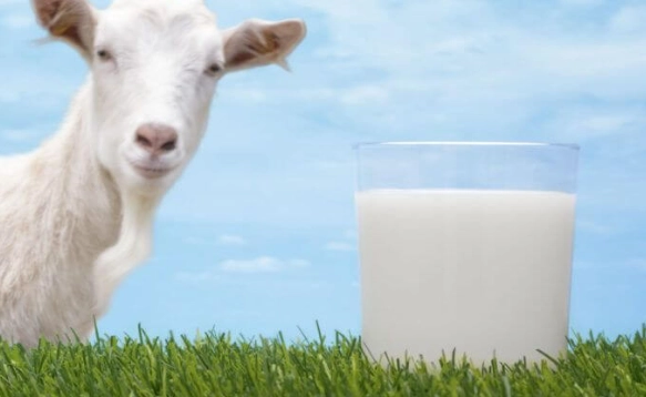 喝羊奶禁忌