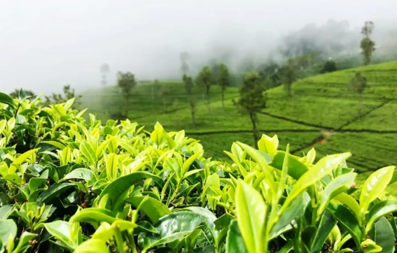 綠茶副作用 綠茶副作用