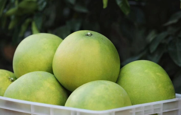 柚子過量副作用