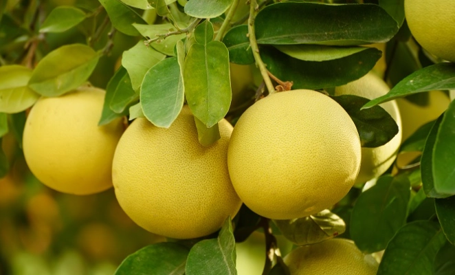 大白柚健康好處