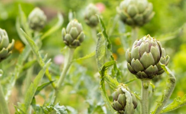 朝鮮薊茶副作用 朝鮮薊茶副作用