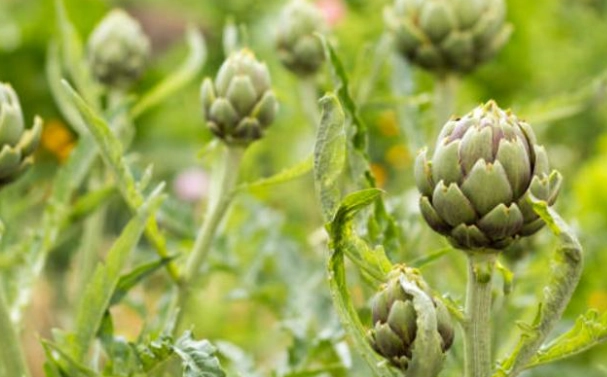 朝鮮薊改善睡眠 朝鮮薊改善睡眠