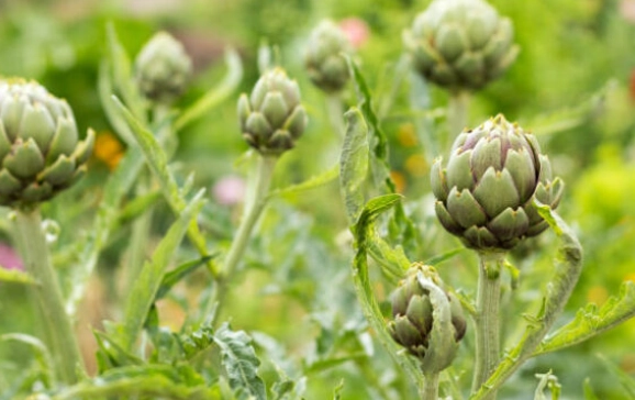 什麼人不能吃洋薊