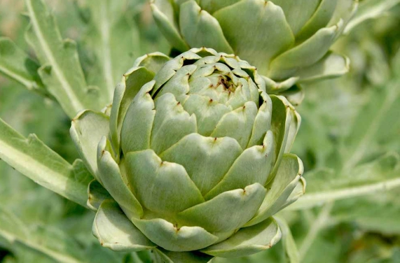 朝鮮薊改善睡眠 朝鮮薊改善睡眠