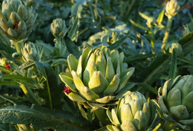 朝鮮薊安全使用 朝鮮薊安全使用