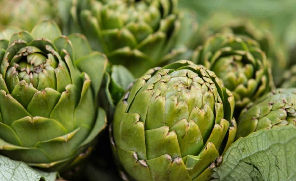 朝鮮薊茶好處 朝鮮薊茶好處