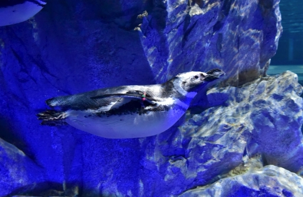 台中海洋館 台中海洋館