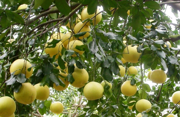 大白柚營養價值