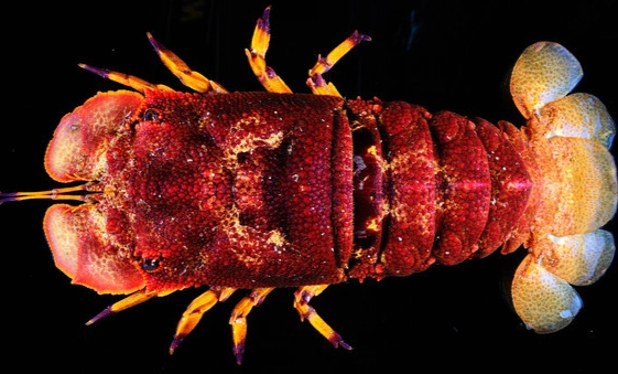 海戰車科學分類