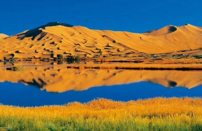 阿拉善駱駝種類