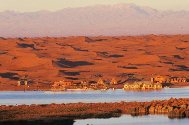 阿拉善駱駝種類