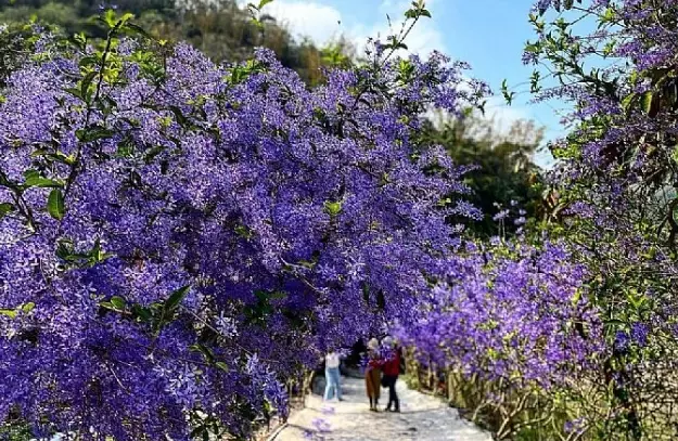 錫葉藤養護 錫葉藤養護