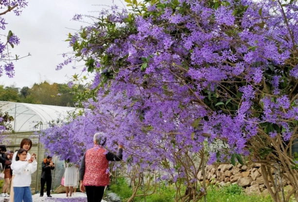 錫葉藤養護 錫葉藤養護