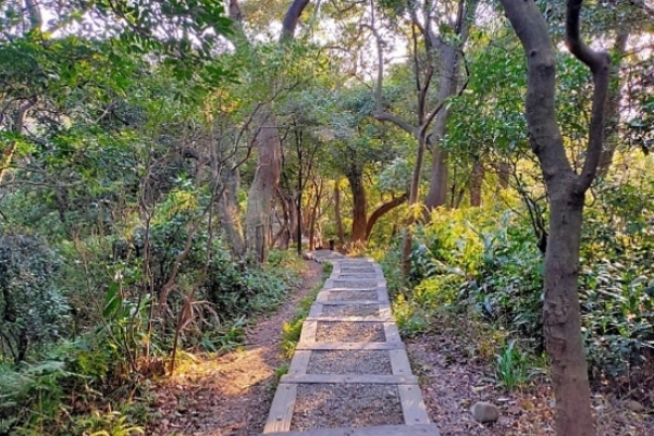 桃林步道賞花 桃林步道賞花