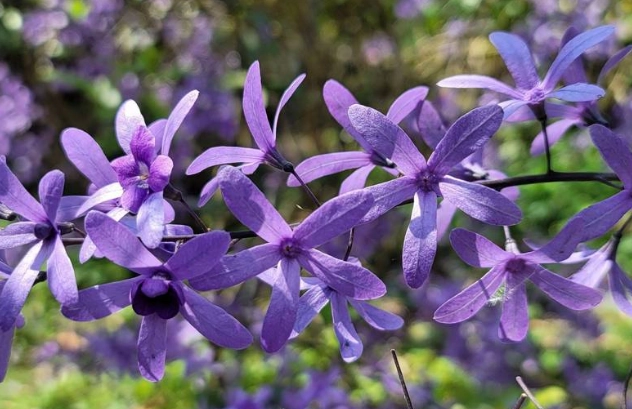 紫色花牆 紫色花牆