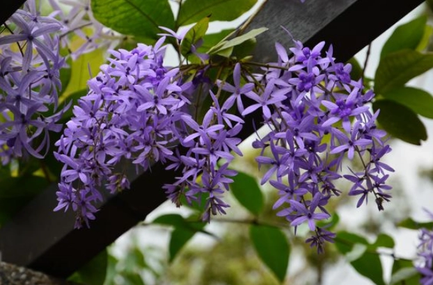 紫色花牆 紫色花牆