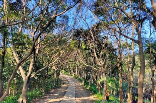 桃林步道賞花 桃林步道賞花