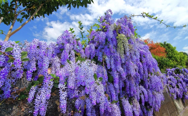 藤本植物種植 藤本植物種植