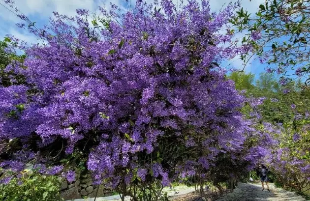 錫葉藤養護 錫葉藤養護