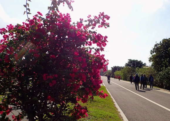 桃林步道賞花 桃林步道賞花