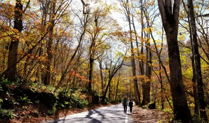青森到奧入瀨溪流