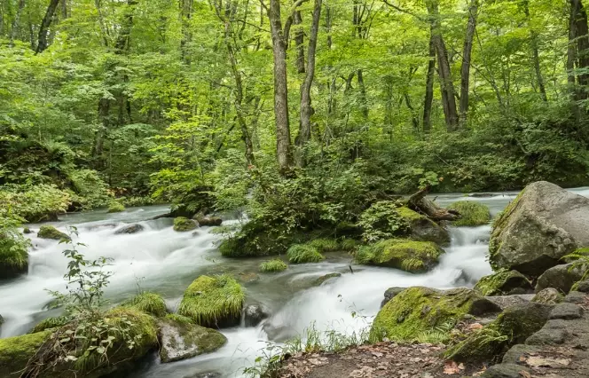 奧入瀨溪瀑布 奧入瀨溪瀑布