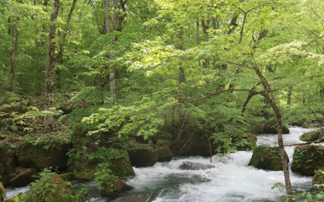 奧入瀨溪流 自駕