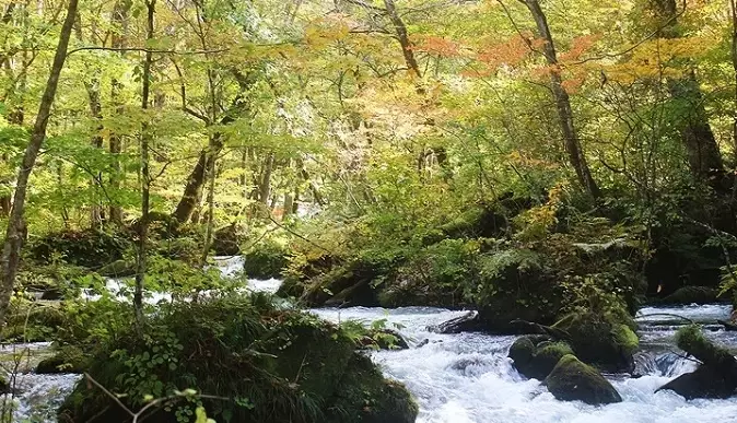 奧入瀨溪流巴士