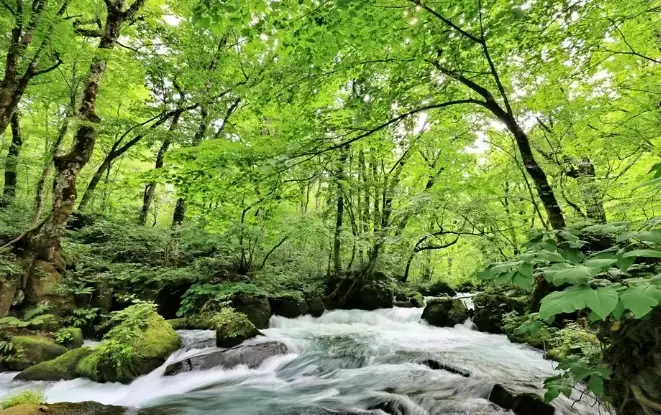 奧入瀨溪流自駕