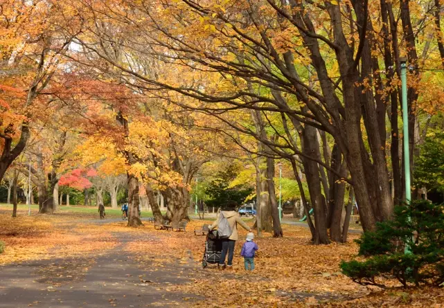 札幌圓山公園紅葉
