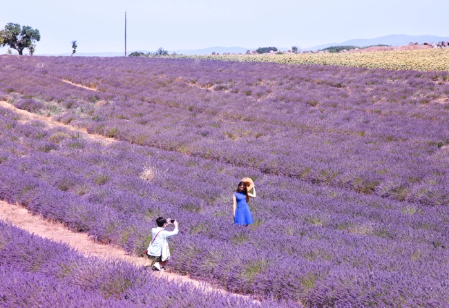 薰衣草季節旅遊