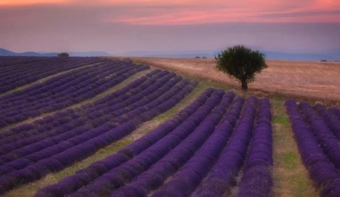 普羅旺斯薰衣草花期