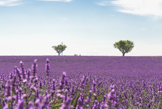普羅旺斯薰衣草田