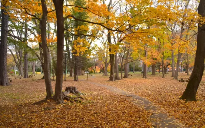圓山公園 秋季觀光