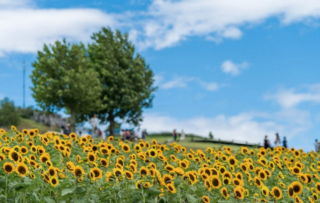 淡路島交通 淡路島交通