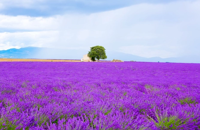 普羅旺斯自由行攻略