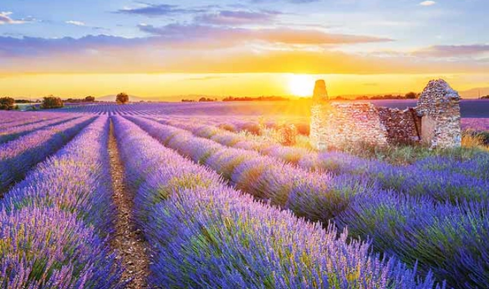 薰衣草季節旅遊