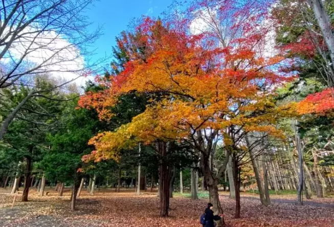 札幌圓山公園 紅葉