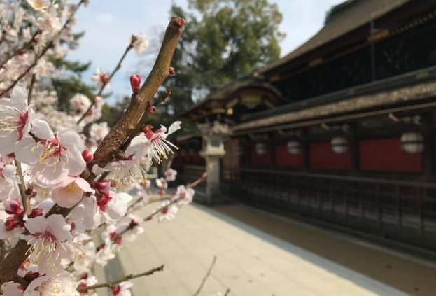 京都梅花祭