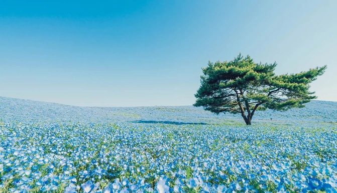 日本春季自由行