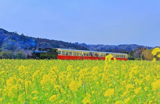 日本櫻花旅行 日本櫻花旅行