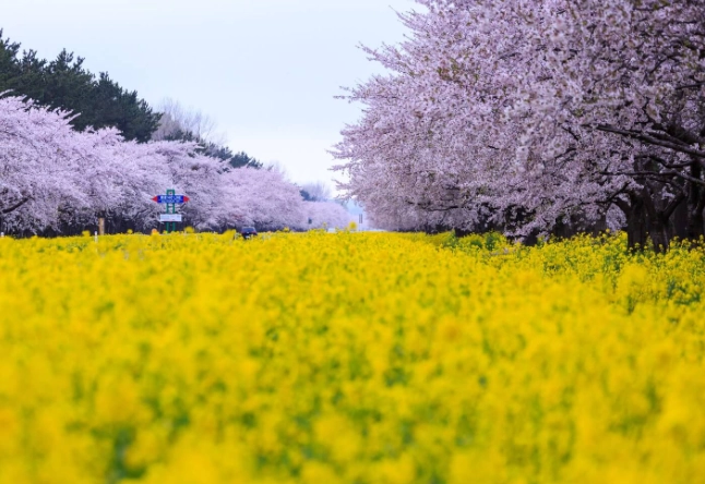 日本春季自由行