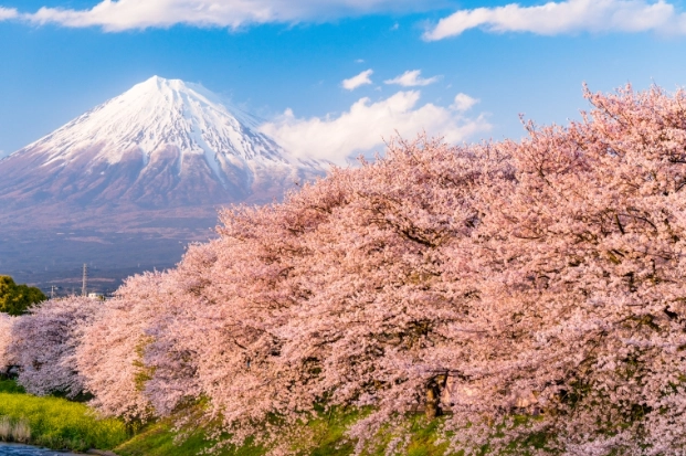 日本賞櫻勝地