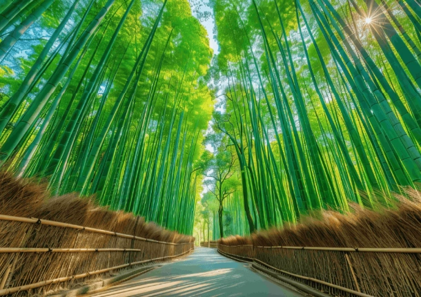 嵐山一日遊攻略