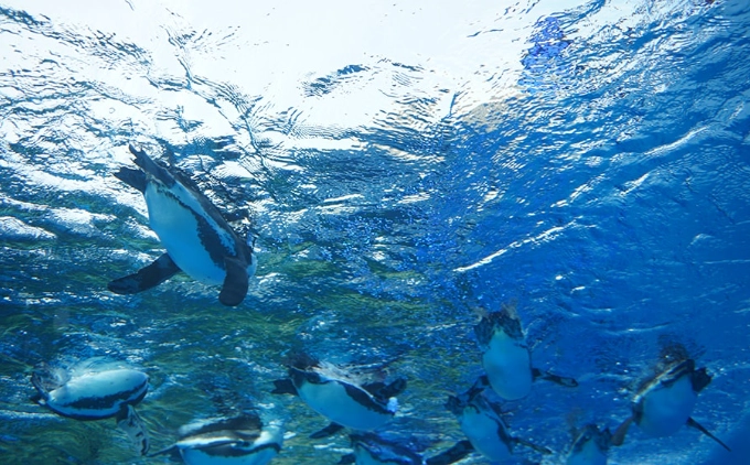 東京五天四夜預算