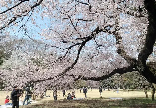 新宿御苑入場費