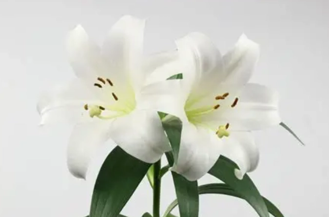 百合葉斑病 百合葉斑病