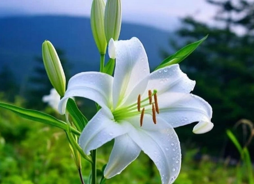 百合黑點病 百合黑點病