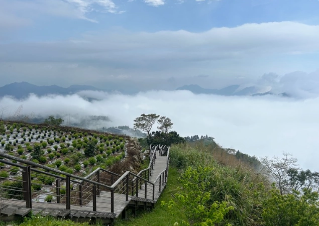 二延平步道雲海 二延平步道雲海