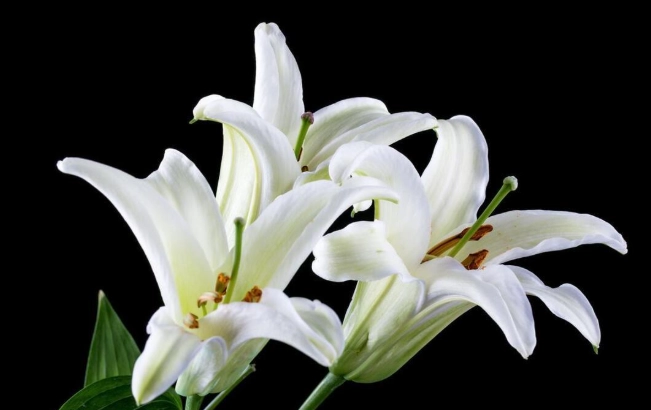 百合黑點病 百合黑點病